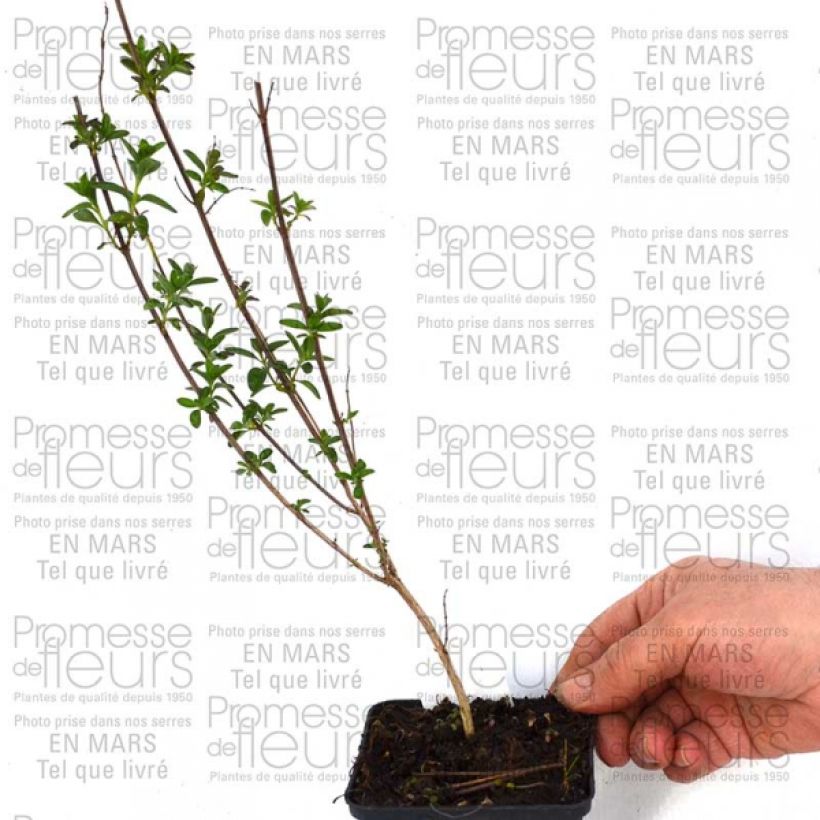 Esempio di esemplare Salvia jamensis Sierra San Antonio - Salvia arbustiva Vasetto da 8/9 cm come consegnato