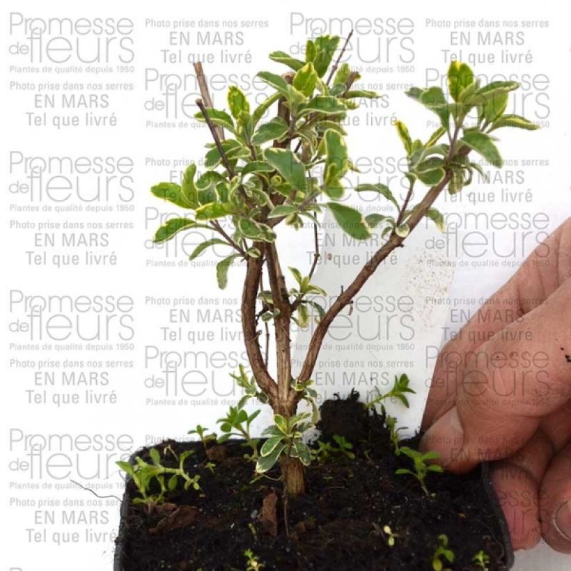 Esempio di esemplare Salvia microphylla Caramba - Salvia arbustiva Vasetto da 8/9 cm come consegnato