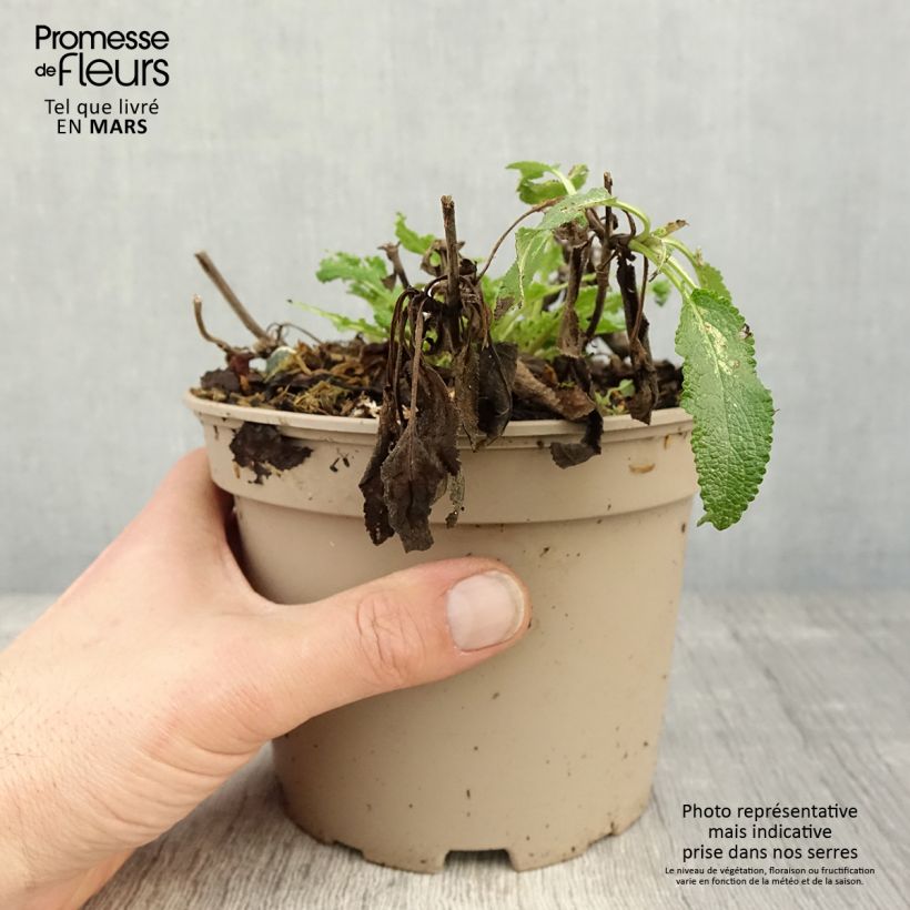 Salvia nemorosa Amethyst Vaso da 2L/3L esemplare consegnato in primavera