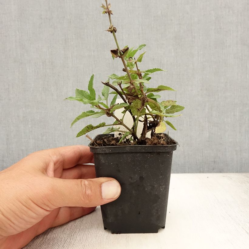 Esemplare di Salvia nemorosa Blauhügel Vasetto da 8/9 cm consegnato in estate