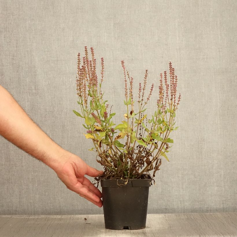Esemplare di Salvia nemorosa Blauhügel Vaso da 2L/3L consegnato in estate