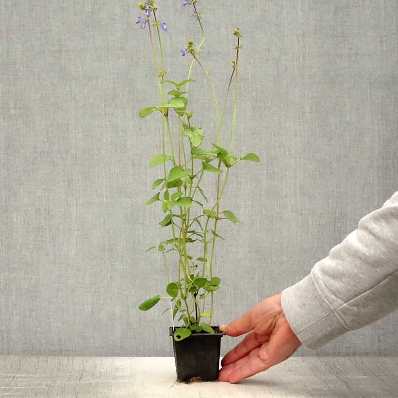 Esemplare di Salvia setulosa Vasetto da 8/9 cm consegnato in estate