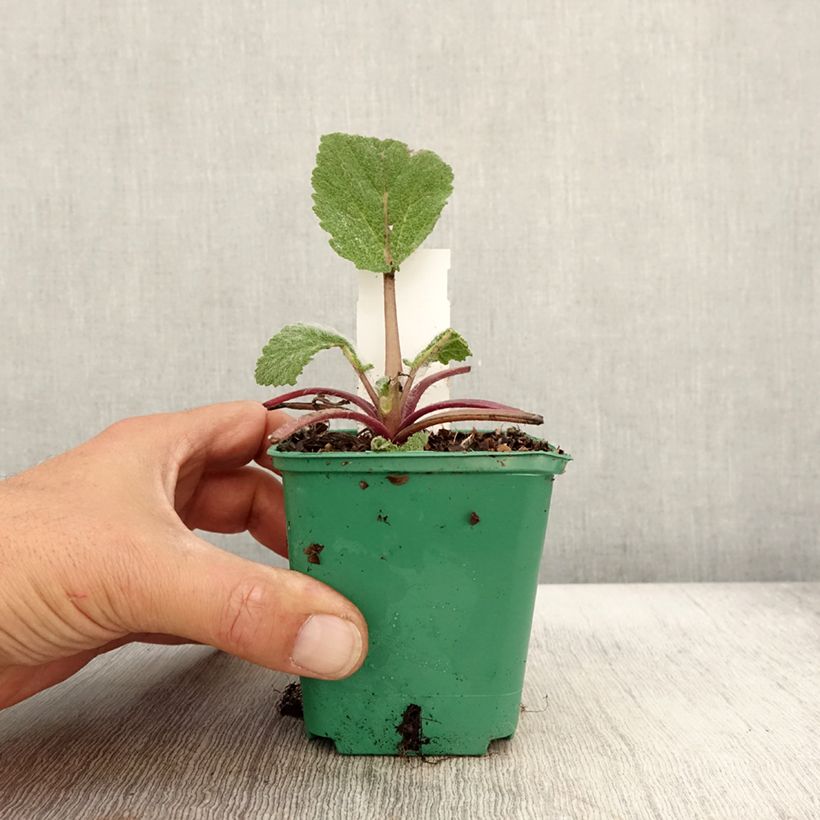 Esemplare di Salvia sclarea - Salvia moscatella Vasetto da 8/9 cm come consegnato in autunno