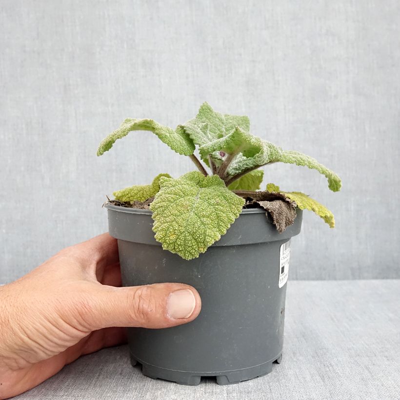 Salvia sclarea - Salvia moscatella Vaso da 1,5L/2L esemplare consegnato in primavera