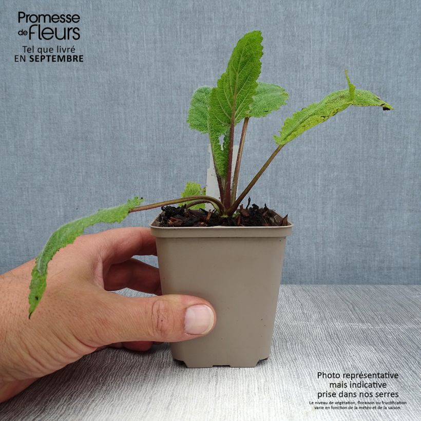 Esemplare di Salvia sclarea Vatican White - Salvia moscatella Vasetto da 8/9 cm consegnato in estate
