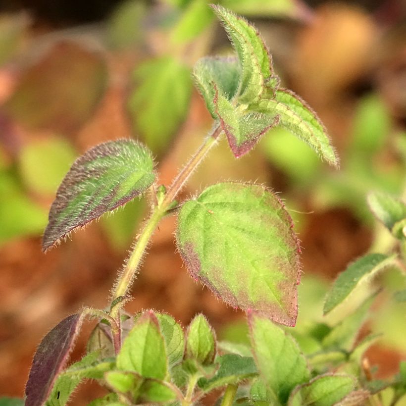Salvia elegans Tangerine - Salvia ananas (Fogliame)