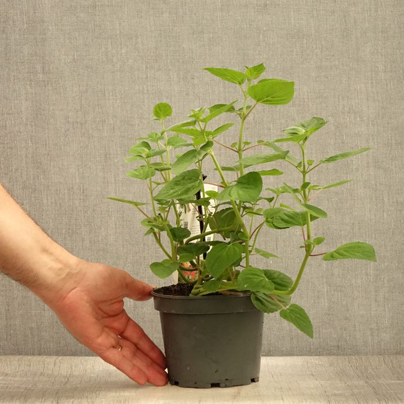 Esemplare di Salvia elegans Tangerine - Salvia ananas Vaso da 1,5L/2L consegnato in estate