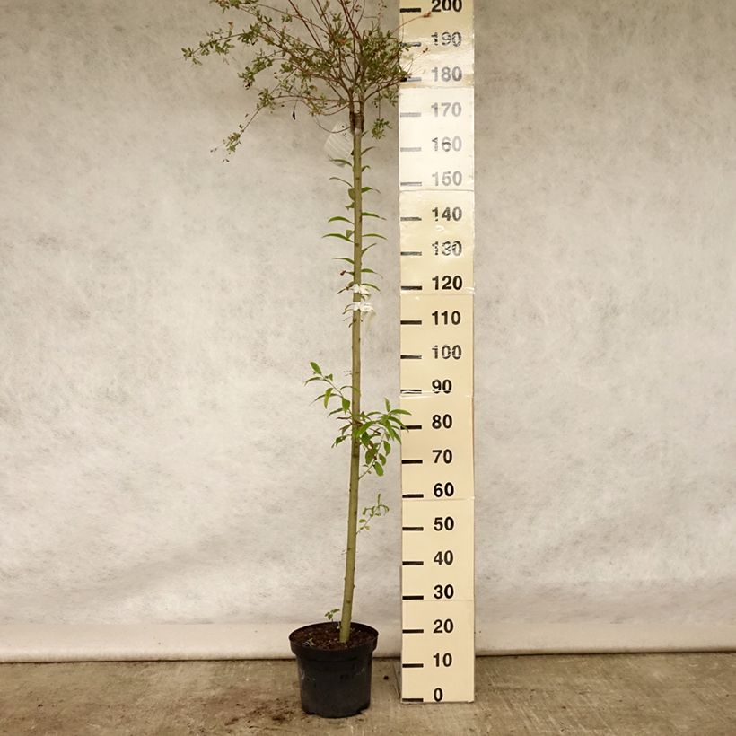 Esemplare di Salix integra Hakuro Nishiki Vaso da 7,5L/10L consegnato in estate