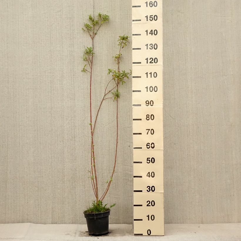 Esemplare di Salix gracilistyla Vaso da 3L/4L consegnato in estate