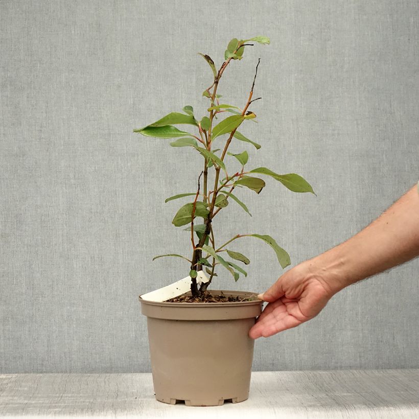 Esemplare di Salix magnifica Vaso da 4L/5L consegnato in estate