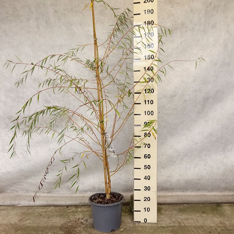 Esemplare di Salix alba Tristis - Salice bianco Vaso da 12L/15L come consegnato in autunno