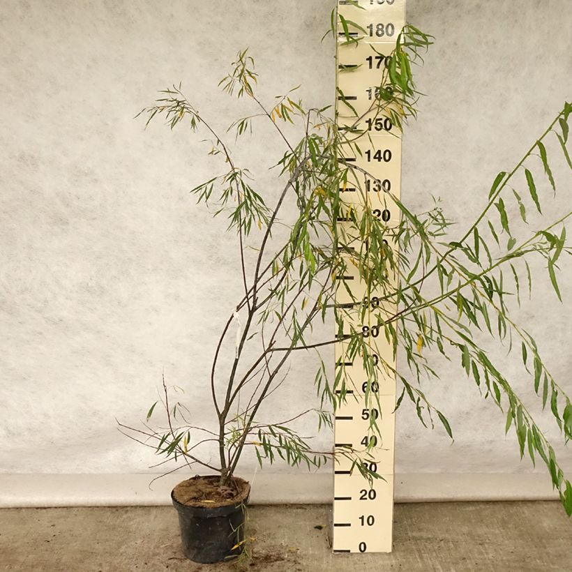 Esemplare di Salix acutifolia Blue Streak Vaso da 7,5L/10L consegnato in estate