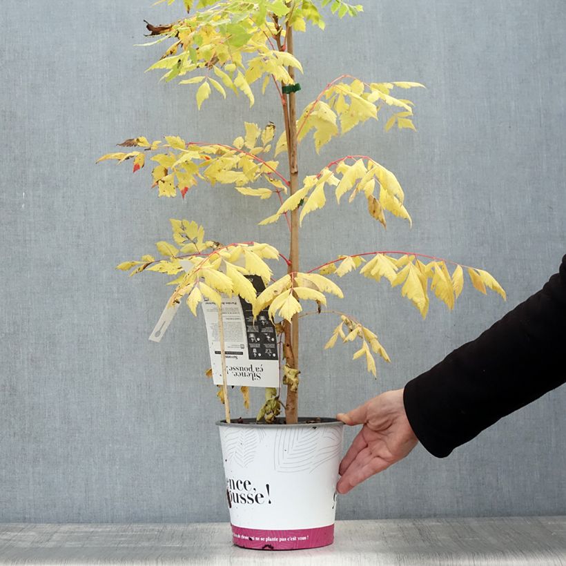 Esemplare di Koelreuteria paniculata Coral Sun - Albero della pioggia dorata Vaso da 3L/4L come consegnato in autunno