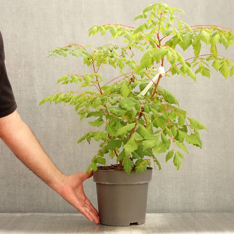 Esemplare di Koelreuteria paniculata Coral Sun - Albero della pioggia dorata Vaso da 7,5L/10L consegnato in estate