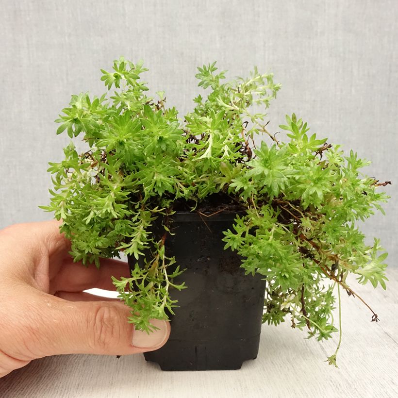 Esemplare di Saxifraga arendsii Compactum - Sassifraga Vasetto da 8/9 cm consegnato in estate
