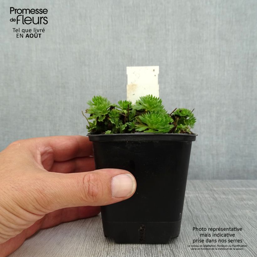 Esemplare di Saxifraga arendsii Ware's Crimson - Sassifraga Vasetto da 8/9 cm consegnato in estate