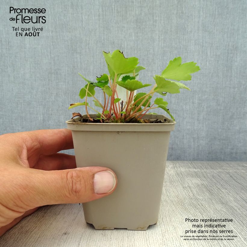 Esemplare di Saxifraga cortusifolia Shiranami - Sassifraga Vasetto da 8/9 cm consegnato in estate