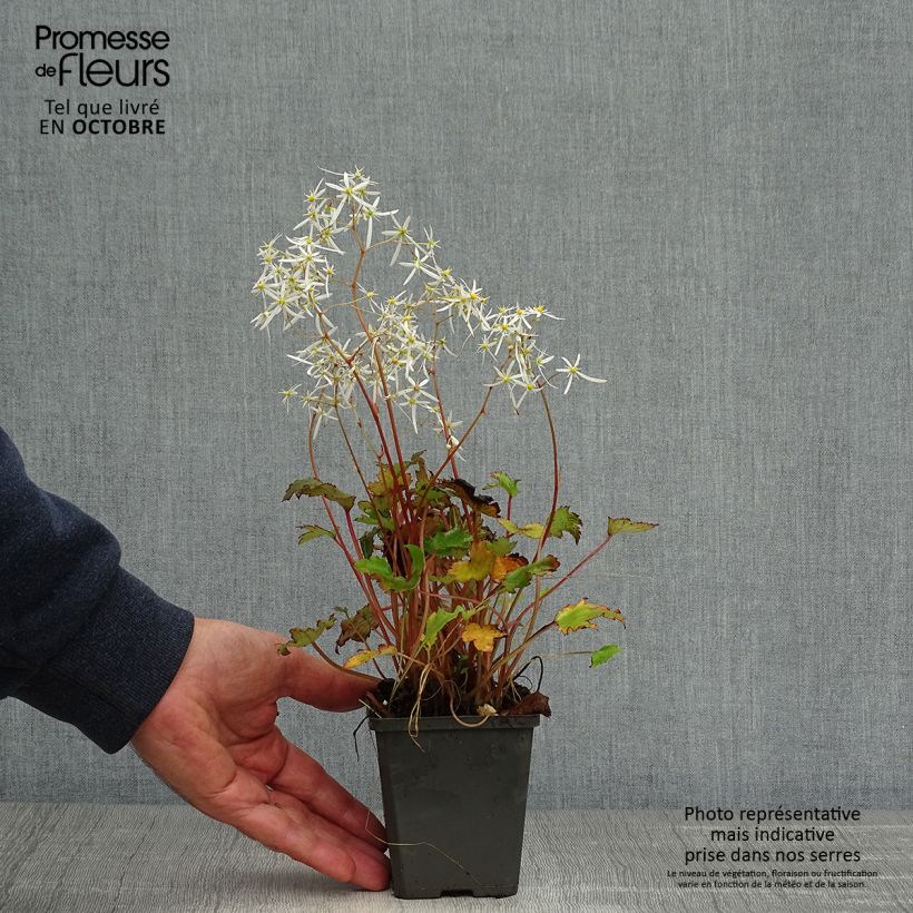 Esemplare di Saxifraga fortunei Rubrifolia - Sassifraga Vasetto da 8/9 cm come consegnato in autunno