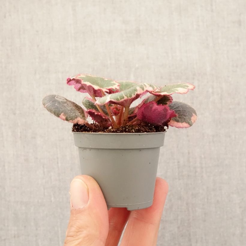 Saxifraga stolonifera Variegata - Saxifrage araignée - Motte 5 cm x 7 cm esemplare consegnato in primavera