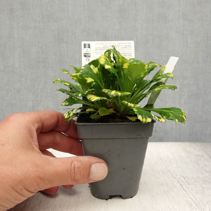 Esemplare di Saxifraga urbium Aureopunctata - Sassifraga Vasetto da 8/9 cm consegnato in estate