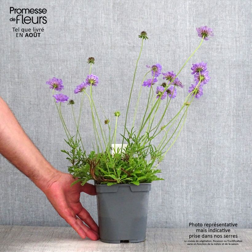 Esemplare di Scabiosa columbaria Butterfly Blue - Vedovina selvatica Vaso da 2L/3L consegnato in estate