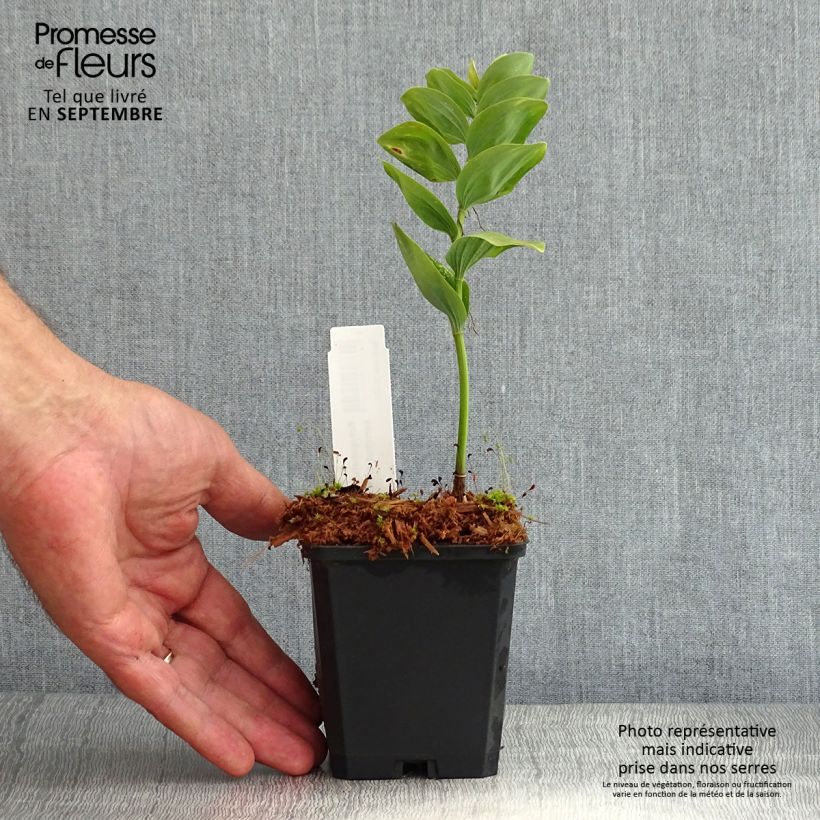 Esemplare di Polygonatum commutatum - Sigillo di Salomone Vasetto da 8/9 cm consegnato in estate