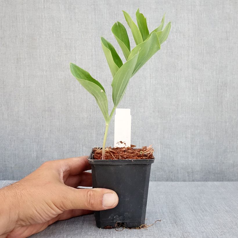 Esemplare di Polygonatum multiflorum - Sigillo di Salomone maggiore Vasetto da 8/9 cm consegnato in estate
