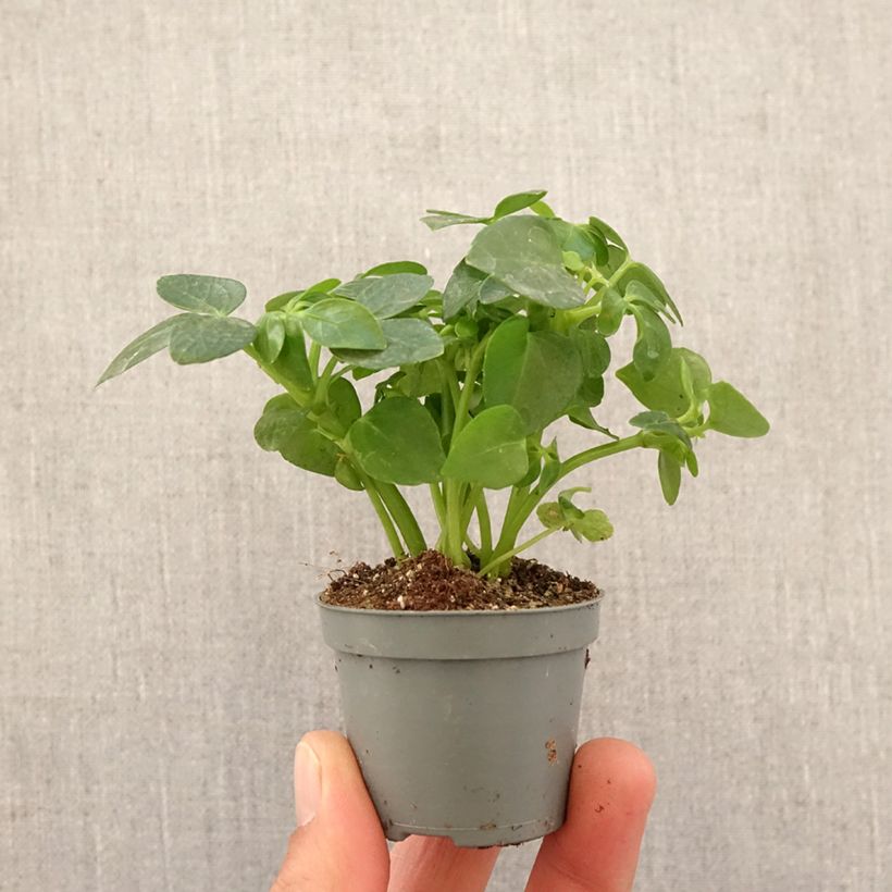 Schefflera arboricola - Motte 5 cm x 7 cm esemplare consegnato in primavera