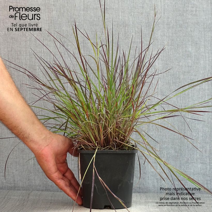 Esemplare di Schizachyrium scoparium Colorado Vaso da 2L/3L consegnato in estate
