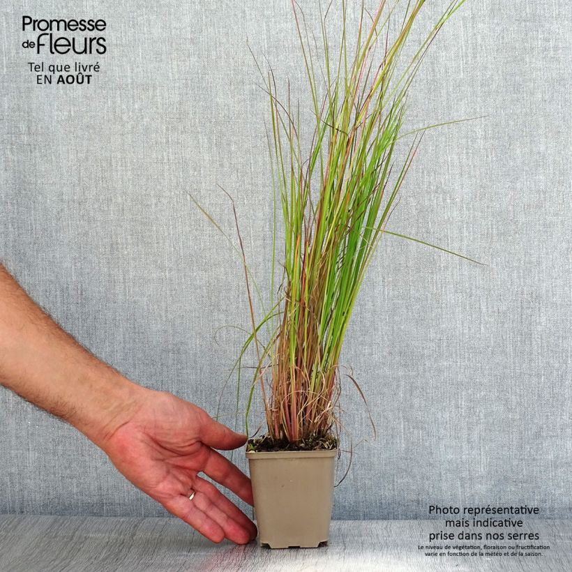 Esemplare di Schizachyrium scoparium Blaze Vasetto da 8/9 cm consegnato in estate
