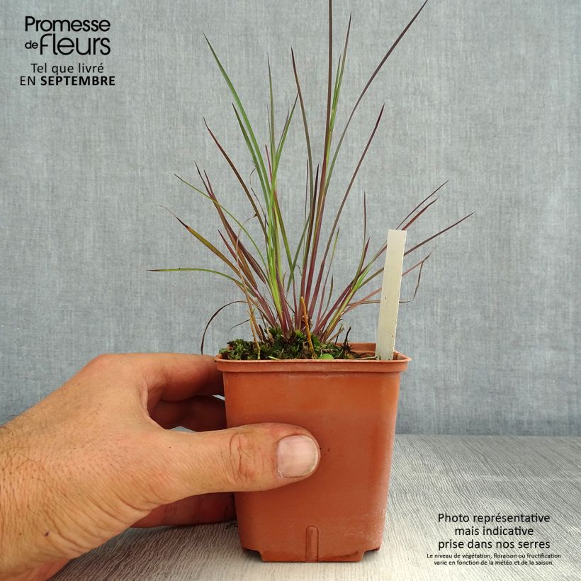 Esemplare di Schizachyrium scoparium Blue Heaven Vasetto da 8/9 cm consegnato in estate