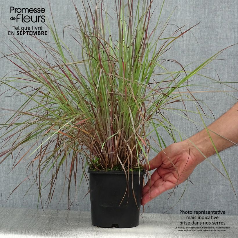 Esemplare di Schizachyrium scoparium Blue Heaven Vaso da 2L/3L consegnato in estate