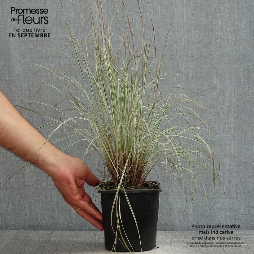 Esemplare di Schizachyrium scoparium Chameleon Vaso da 2L/3L consegnato in estate