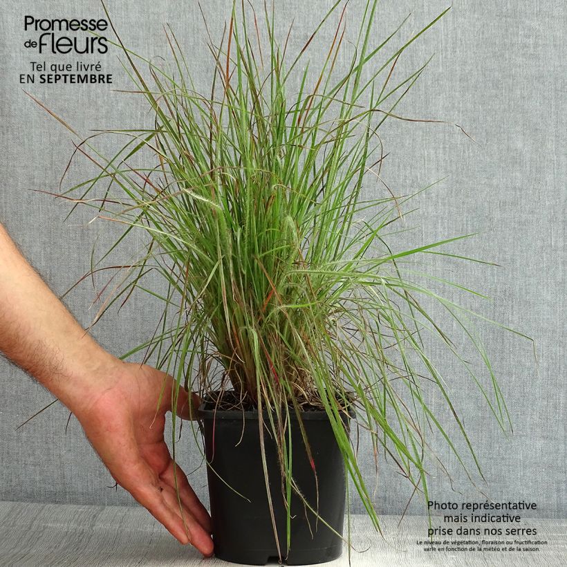Esemplare di Schizachyrium scoparium Ha Ha Tonka Vaso da 2L/3L consegnato in estate