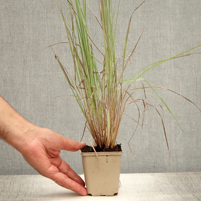 Esemplare di Schizachyrium scoparium Standing Ovation Vasetto da 8/9 cm consegnato in estate