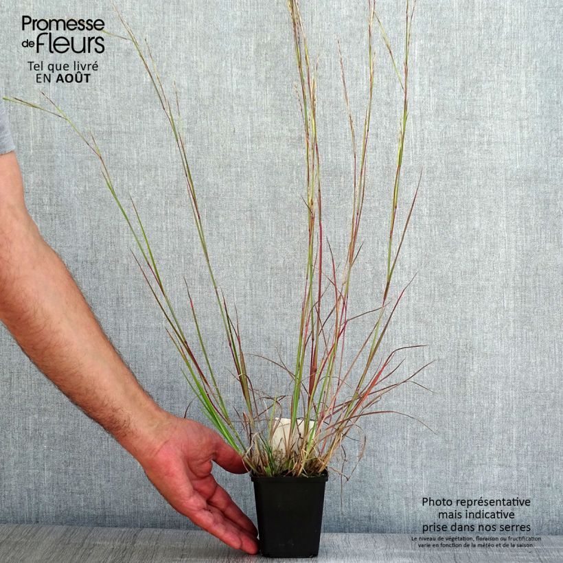 Esemplare di Schizachyrium scoparium Wild West Vasetto da 8/9 cm consegnato in estate