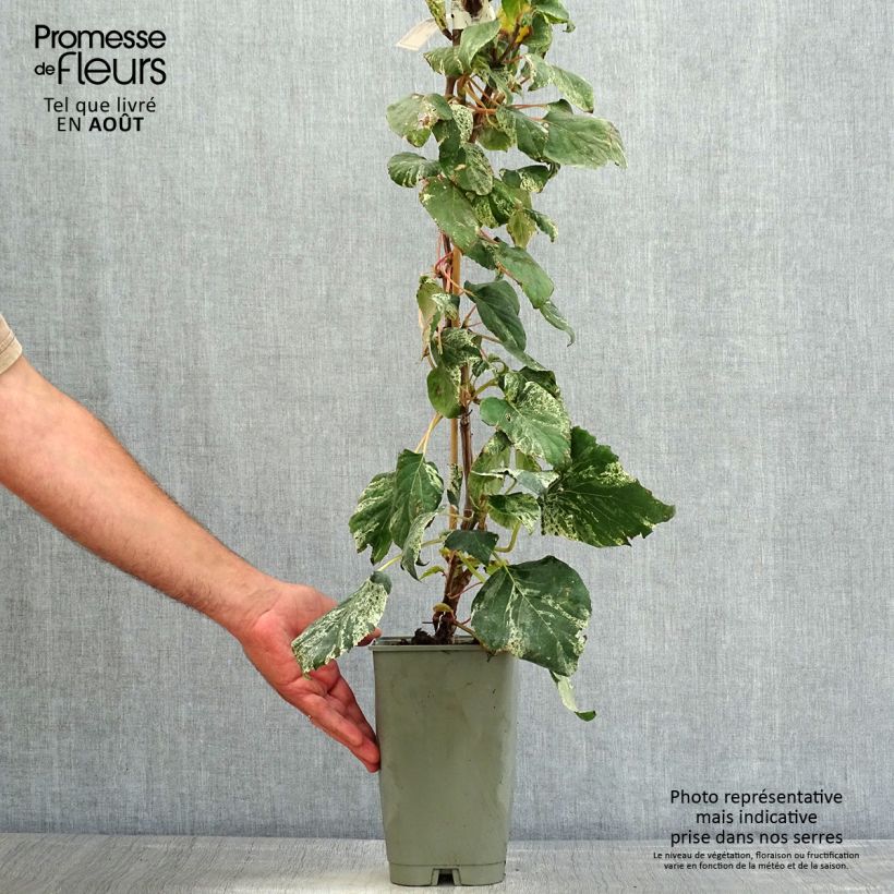 Esemplare di Schizophragma hydrangeoides Burst of Light Vaso da 2L/3L consegnato in estate