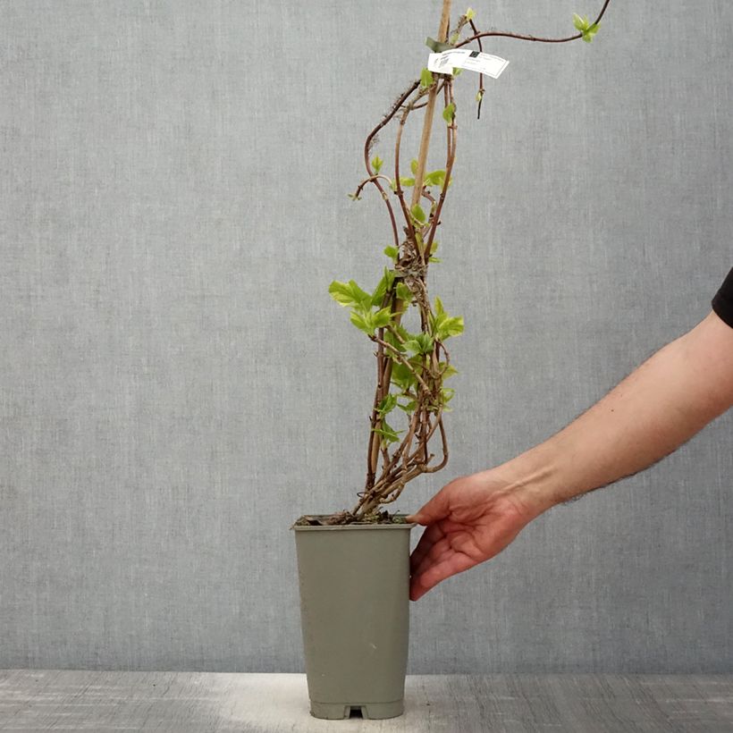 Schizophragma hydrangeoides Burst of Light Vaso da 2L/3LAltezza consegnata circa 30/40cm esemplare consegnato in primavera