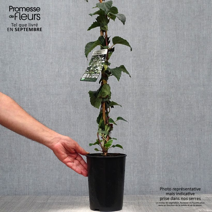 Esemplare di Schizophragma hydrangeoides Snow Sensation Vaso da 3L/4L come consegnato in autunno