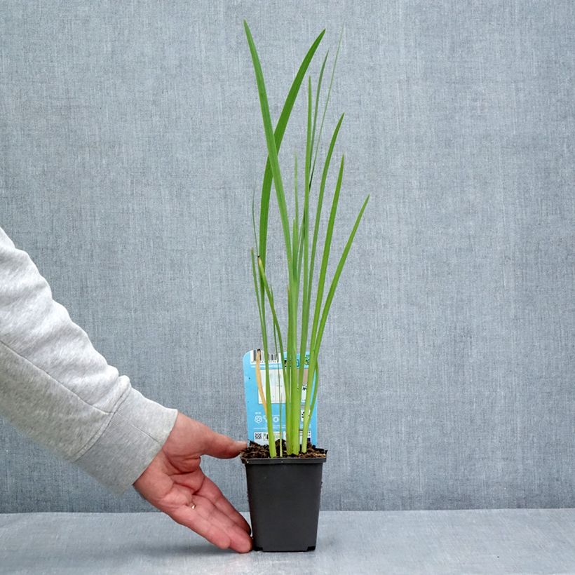Esemplare di Schizostylis coccinea Vasetto da 8/9 cm consegnato in estate