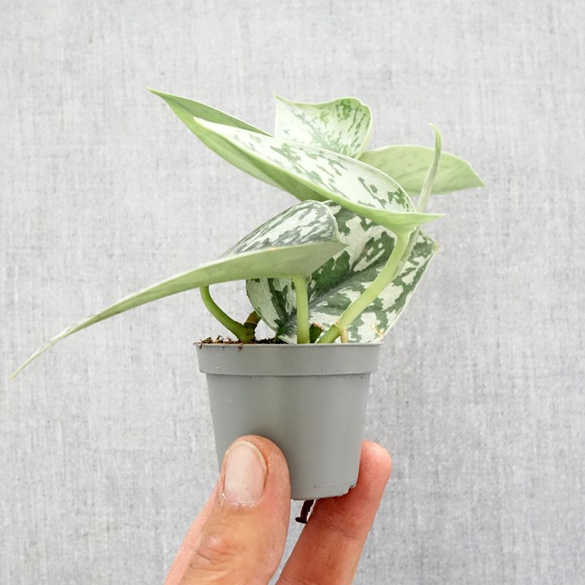 Scindapus pictus - Pothos Mini-plante esemplare consegnato in primavera