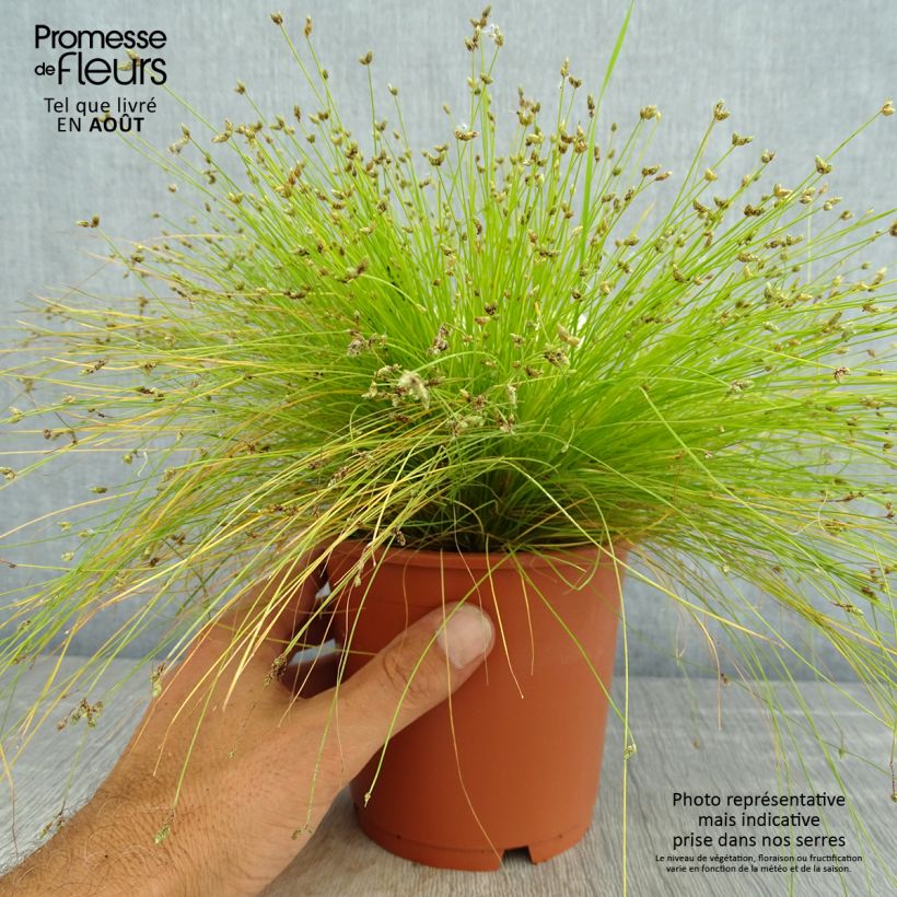 Esemplare di Scirpus cernuus Fiber Optic Grass Vaso da 1L/1,5L consegnato in estate