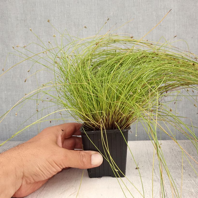 Esemplare di Scirpus cernuus Fiber Optic Grass Vasetto da 7/8 cm consegnato in estate