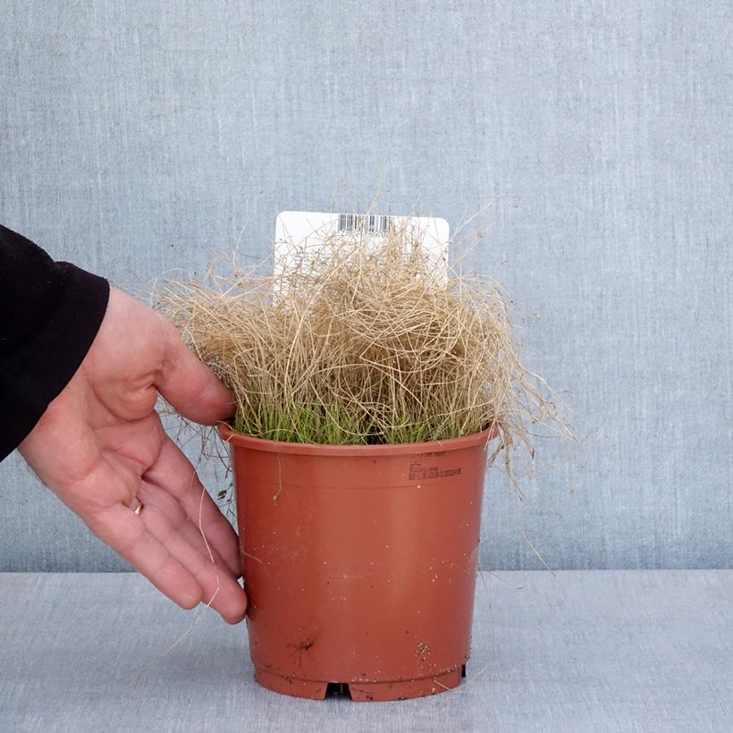 Scirpus cernuus Fiber Optic Grass Vaso da 1L/1,5L esemplare consegnato in primavera