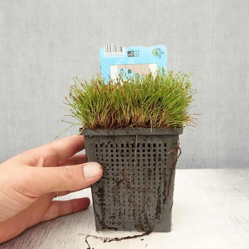 Esemplare di Scirpus isolepsis Vaso da 1L/1,5L consegnato in estate