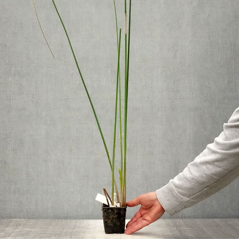 Esemplare di Scirpus mucronatus - Lisca mucronata Vasetto da 8/9 cm consegnato in estate