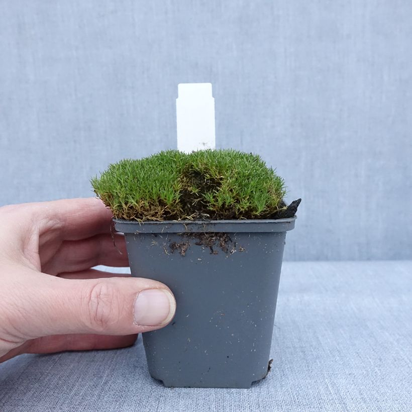 Scleranthus uniflorus Bronze - Scléranthe Godet de 8/9 cm esemplare consegnato in inverno