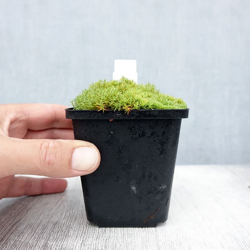 Esemplare di Scleranthus uniflorus Vasetto da 8/9 cm consegnato in estate