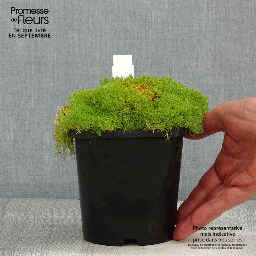 Esemplare di Scleranthus uniflorus Vaso da 1,5L/2L consegnato in estate