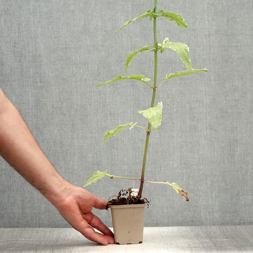 Esemplare di Scrophularia auriculata Variegata Vasetto da 8/9 cm consegnato in estate
